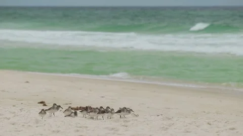 Slow Motion Flock of Sanderlings on Beach With Waves in Background Video stock 133098004