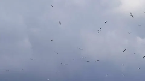 Slow motion. A flock of seagulls flies against the background of a blue sky with Stock Footage 255655551