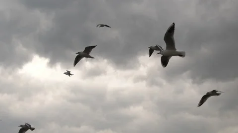 Slow- Motion Flock of Seagulls Flying in Stormy Sky 1 Stock Footage 148317068