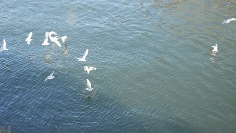 Slow Motion. Flock of seagulls flying over a river. Stock Footage 221432472