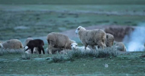 Slow motion.  Flock of sheep with lambs grazing on a green meadow. Kokpak Stock Footage 145299326