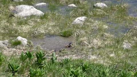 Slow motion of a flock of swallows landing and taking off by a puddle Stock Footage 203296207