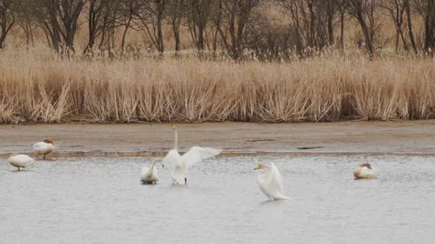 Slow motion. Flock of white swans in the lake. Two swans flap huge white wings. Stock Footage 145298818