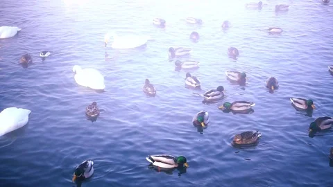 Slow motion flock of wild swans and ducks on lake Stock Footage 72639557