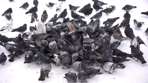 Slow motion flocks of birds of pigeons eating bread in the snow. Stock Footage 101059588