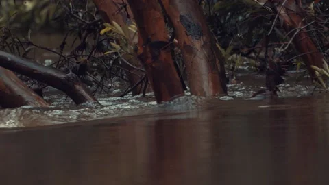 Slow motion of flooded river Stock Footage 150782713