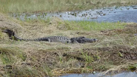 Slow Motion Florida Alligator Resting on Grass in the Everglades 002 Stock Footage 326378450