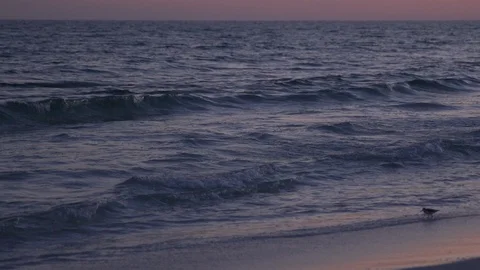 Slow Motion Florida Birds Ocean Waves Sunset Sand Stockbeeldmateriaal 85530656