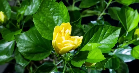 Slow Motion flower blossom in spring series yellow flowers blossoming in flower Video stock 336450672