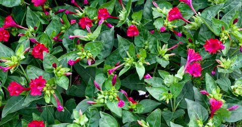 Slow Motion flower blossom in spring series pink plum blossoming in flower Stock-Footage 336450717