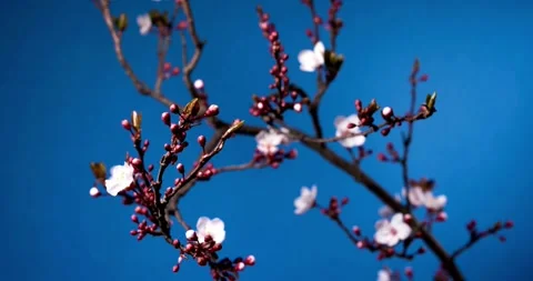 Slow Motion flower blossom in spring series pink plum blossoming in flower Stock-Footage 336450795