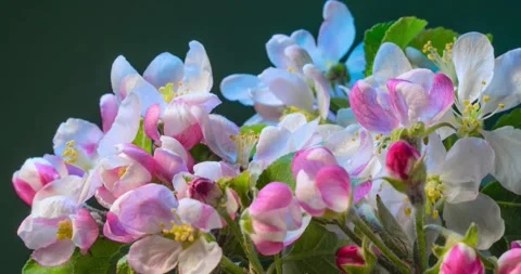 Slow Motion flower blossom in spring series pink plum blossoming in flower Stock-Footage 336450798