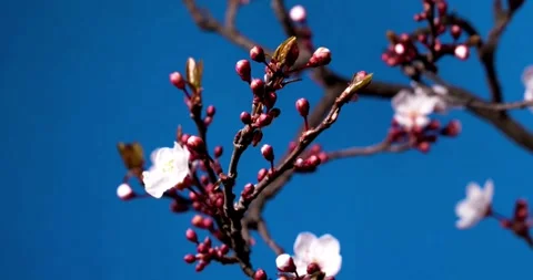 Slow Motion flower blossom in spring series pink plum blossoming in flower Video stock 336450825
