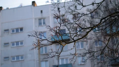 Slow motion flower buds with evening light apartment house background Stock Footage 237455549