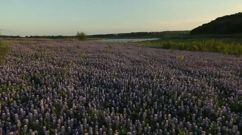 Slow Motion of Flower Field. 스톡 동영상 49661527