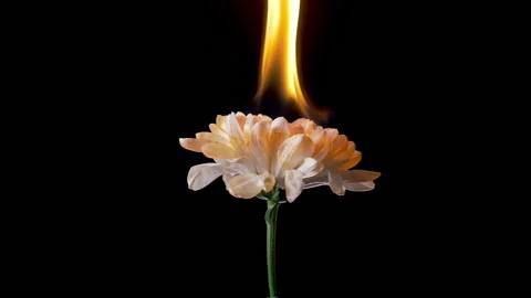 Slow motion flower in fire flame Stock Footage 182485224