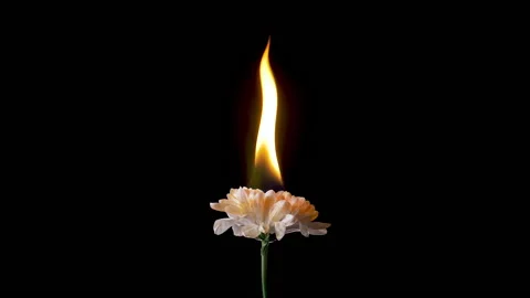 Slow motion flower in fire flame Stock Footage 182485261