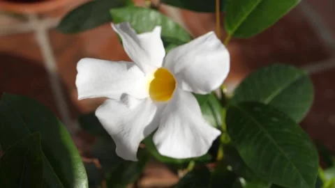 Slow Motion Flower Stock Footage 157677444