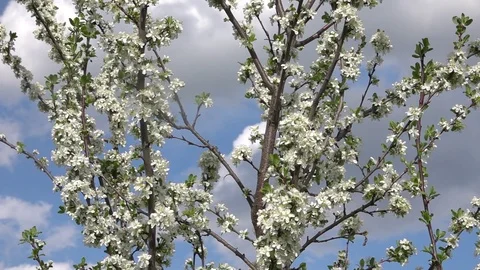 Slow motion flowering twigs of plum tree in strong wind. Stock Footage 123364656