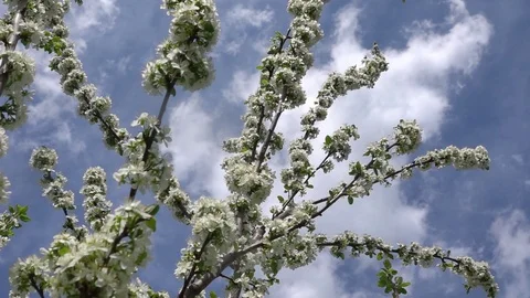 Slow motion flowering twigs of plum tree in strong wind. Stock Footage 123364682