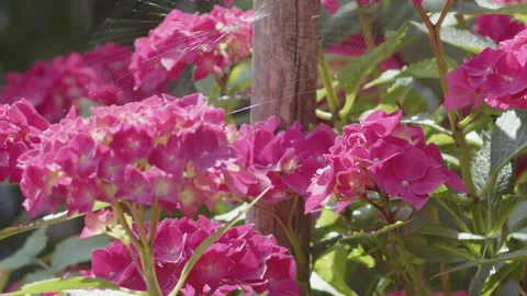 Slow motion flowers of bigleaf hydrangea plant 4K video Stock Footage 254299800