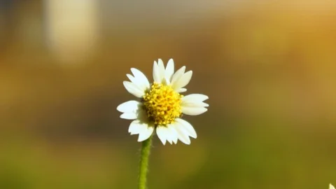  slow motion of flowers blown by wind. close up. selective focus Stock Footage 127171814