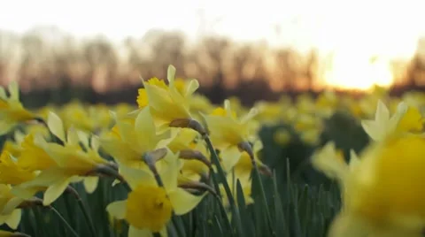 Slow Motion Flowers 스톡 동영상 8360365