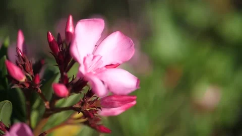 Slow Motion Flowers Stock Footage 157677316