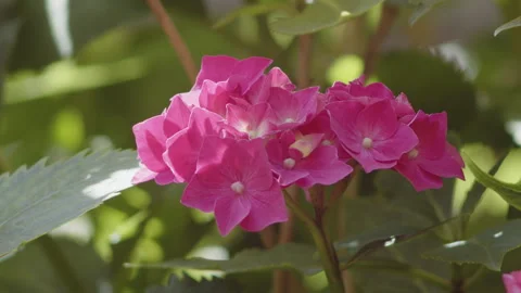 Slow motion flowers of French hydrangea plant 4K video Stock Footage 252155213