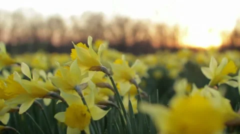 Slow Motion Flowers with wind 스톡 동영상 8360318