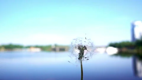 Slow Motion fluffy white Dandelion seeds Fly in the wind. Stock Footage 89679128