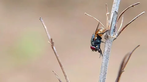 Slow Motion Fly Grooming Head on Dry Twig for Science Footage Stockbeeldmateriaal 346021488
