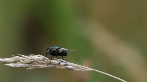 Slow motion of a fly resting on a blade of grass Vídeos de archivo 51988526