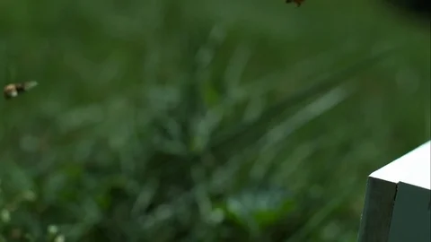 Slow motion fly through bees Stock Footage