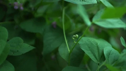 Slow motion fly through garden Stock Footage 79596265