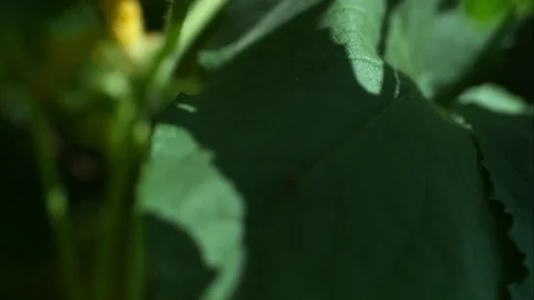 Slow motion fly through garden Stock Footage 79596287