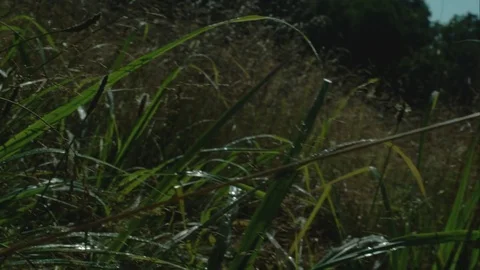 Slow motion fly through grasses Stock Footage 79596275