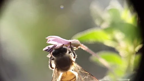 Slow motion Flying bee with pollen collecting nectar from purple flower close Stock Footage 174957682