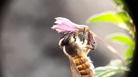 Slow motion Flying bee with pollen collecting nectar from purple flower close Stock Footage 174959538