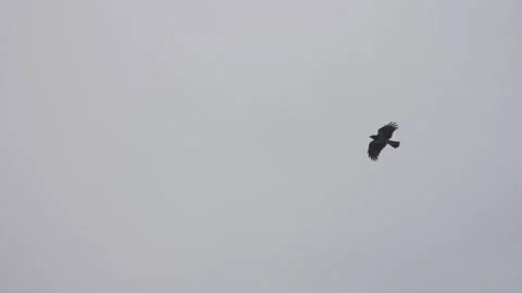 Slow motion flying crows against the sky Stock Footage 132187997
