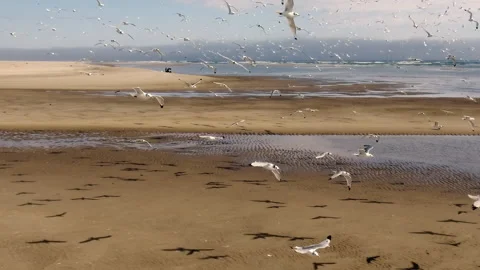 Slow motion of a flying flock of seagulls. Video stock 173211446