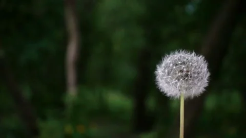 Slow motion of flying fluffy dandelion seeds from a flower. Stock Footage 108511849