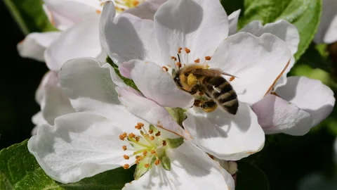 Slow Motion Flying Honey Bee Covered With Pollen Collecting Nectar From White Stock Footage 238510691