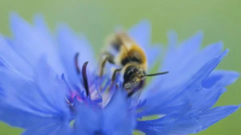 Slow Motion Flying Honey Bee Covered With Pollen Collecting Nectar From Blu.. Video stock 343581539
