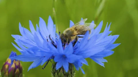 Slow Motion Flying Honey Bee Covered With Pollen Collecting Nectar From Blu.. Video stock 343586501