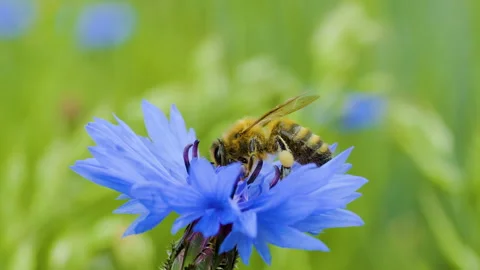Slow Motion Flying Honey Bee Covered With Pollen Collecting Nectar From Blu.. Stock Footage 343588054
