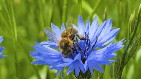 Slow Motion Flying Honey Bee Covered With Pollen Collecting Nectar From Blu.. Stockbeeldmateriaal 343588334