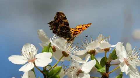 Slow Motion Flying Monarch Butterfly Collecting Nectar From White Cherry Flow 스톡 동영상 186449596