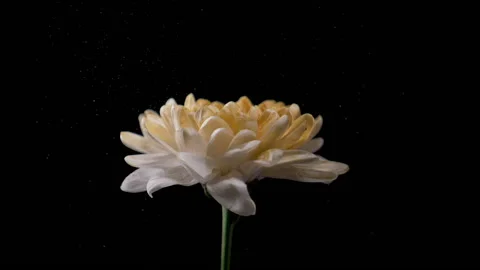 Slow motion flying pollen from a flower. Flower dust Stock Footage 182484466