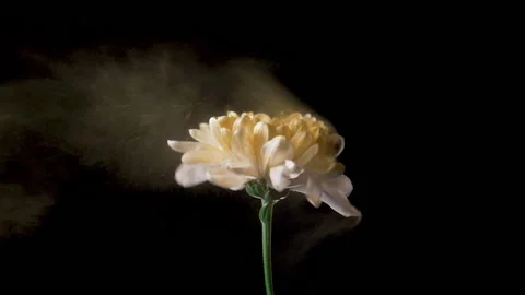 Slow motion flying pollen from a flower. Flower dust Stock Footage 182484724